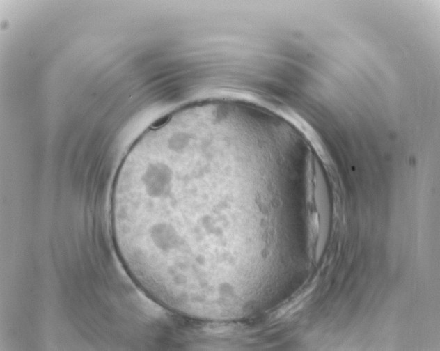 X0000088381199200706121137