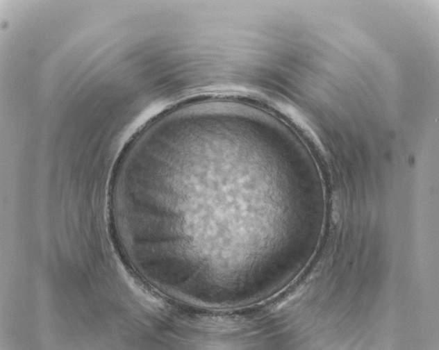 X0000088381229200706121137