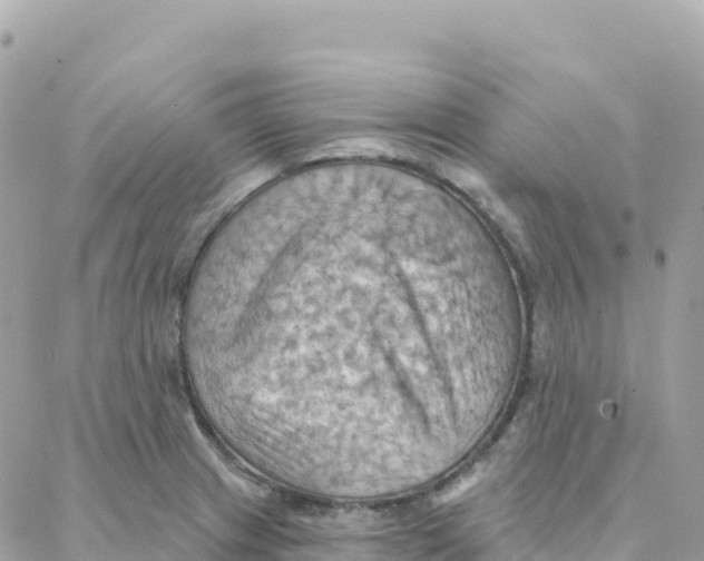 X0000088381233200706121137