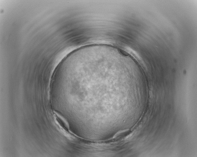 X0000088381236200706121137