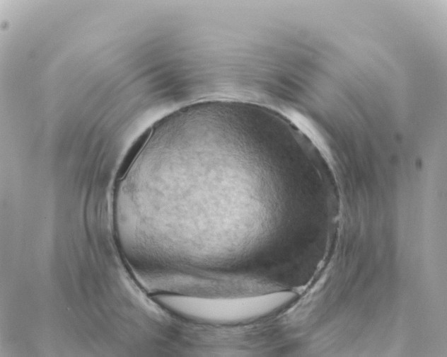 X0000088381238200706121137