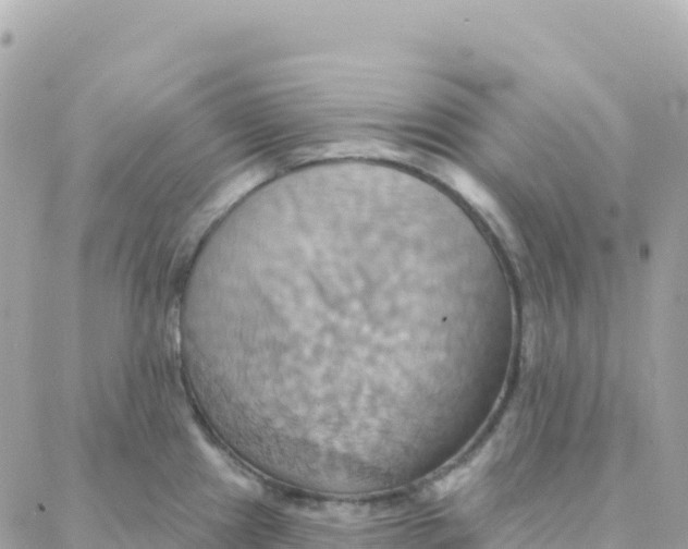 X0000088381241200706121137