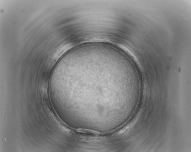 X0000088381273200706121136