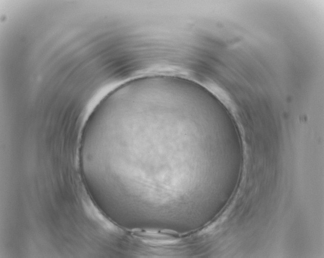 X0000088381296200706121135