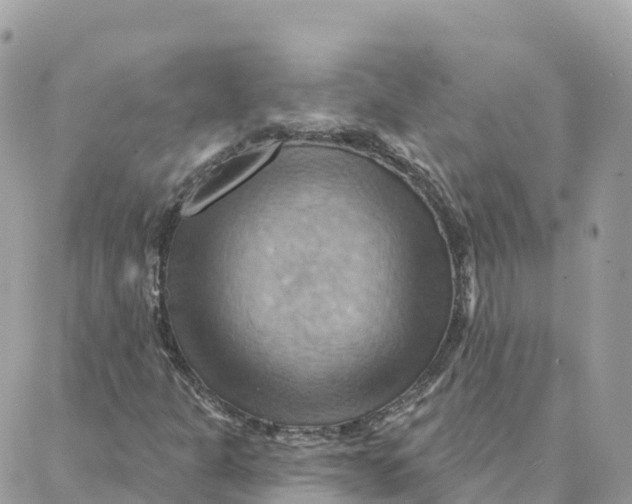 X0000088381301200706121135