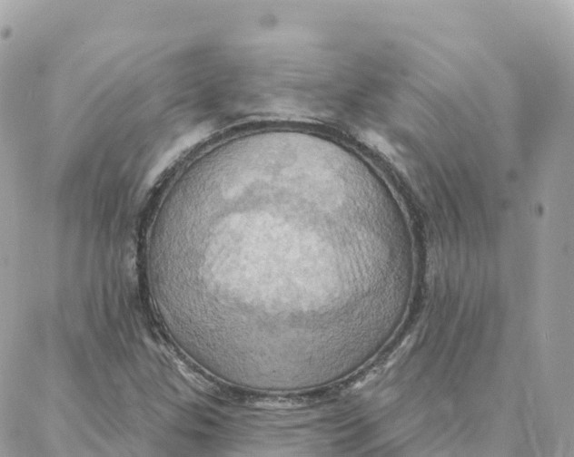 X0000088381307200706121135