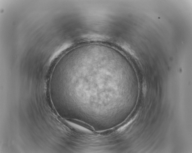 X0000088381309200706121135