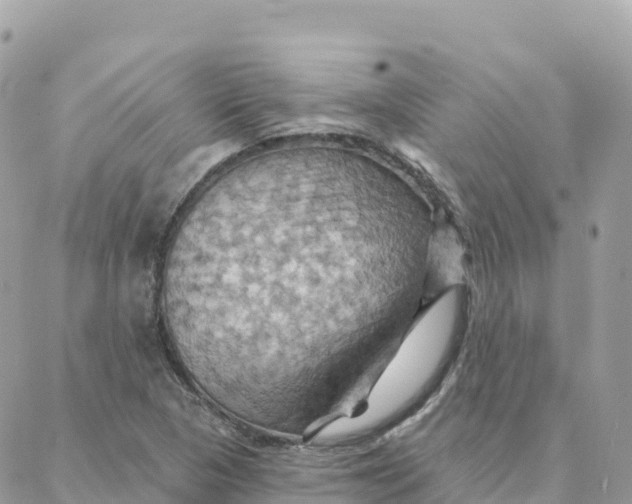 X0000088381313200706121135