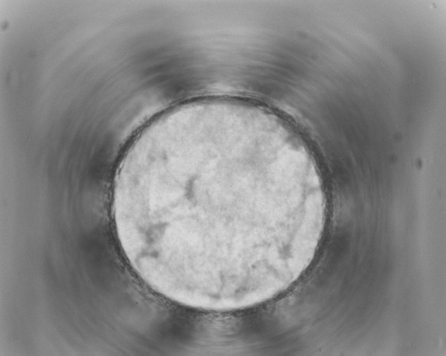 X0000088381314200706121135