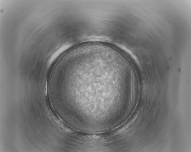 X0000088381317200706121135