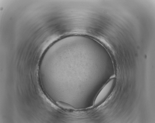 X0000088381325200706121135