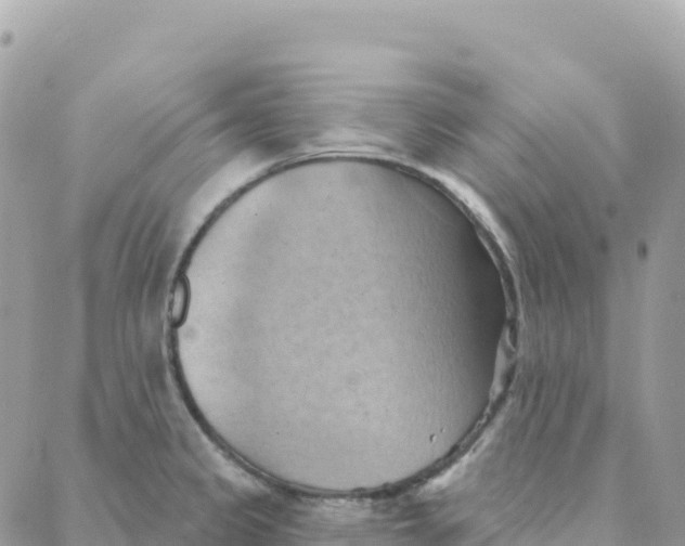 X0000088381333200706121135