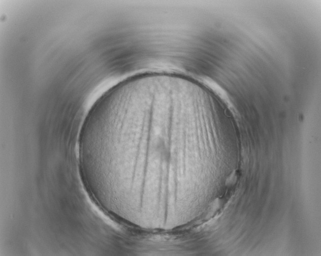 X0000088381335200706121135