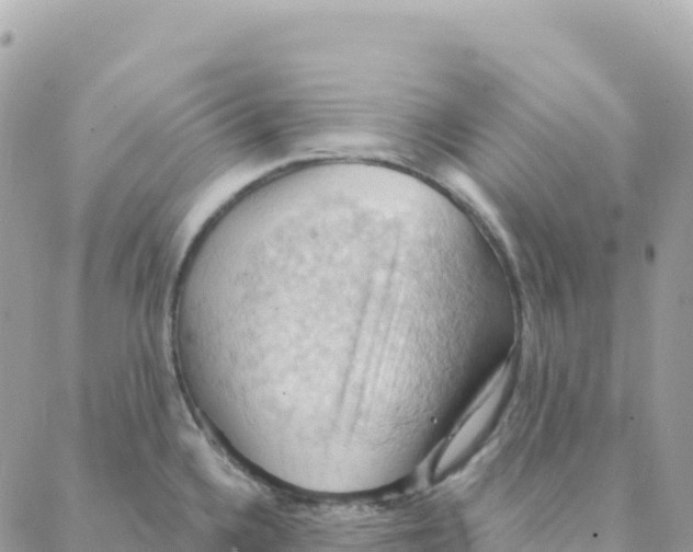 X0000088381336200706121135