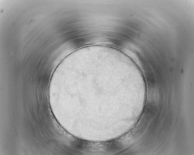 X0000088381338200706121135