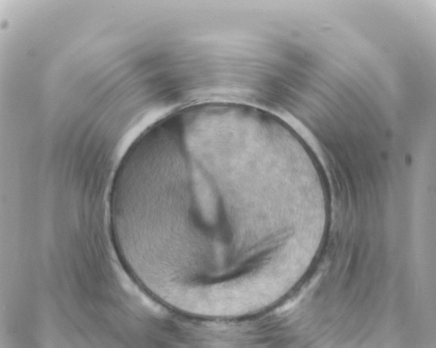 X0000088381341200706121135