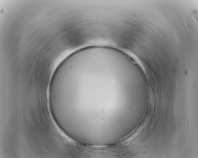 X0000088381343200706121135