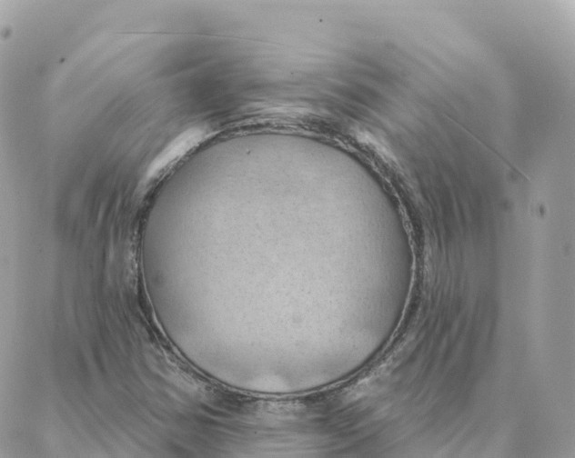 X0000088381354200706121135