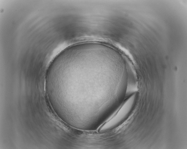 X0000088381365200706121134