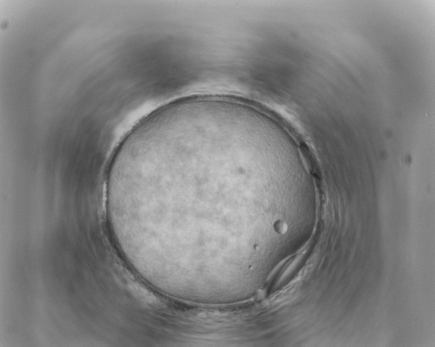 X0000088381366200706121134