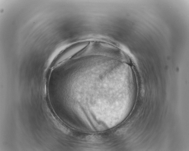 X0000088381368200706121134