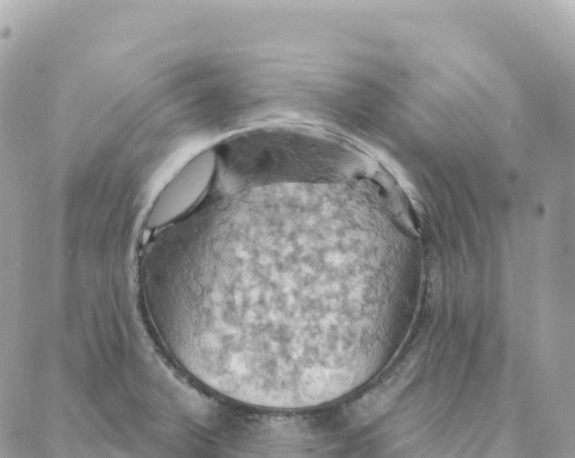 X0000088381375200706121134