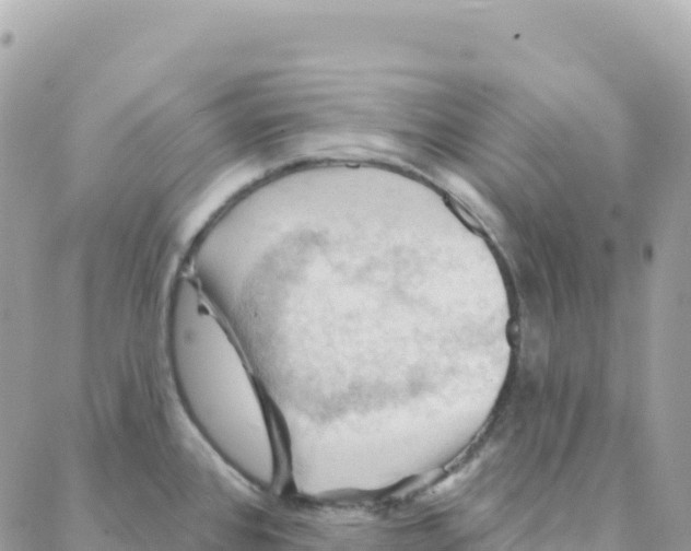 X0000088381384200706121134