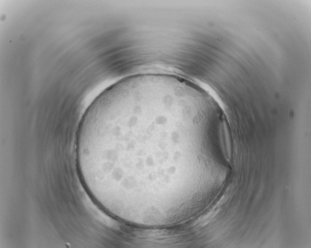 X0000088381387200706121134