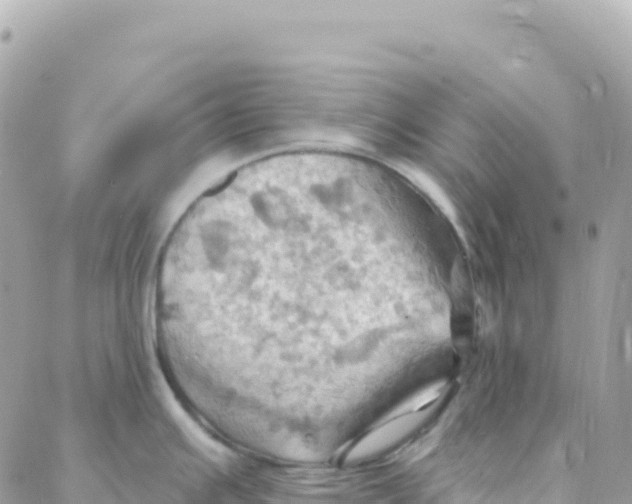 X0000088381391200706121134