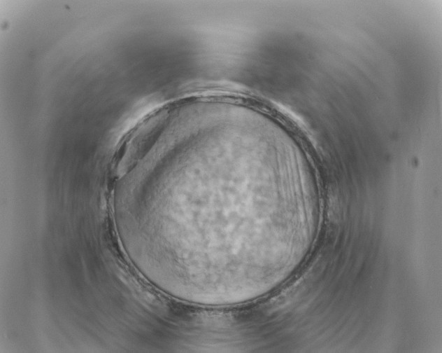 X0000088381407200706121133