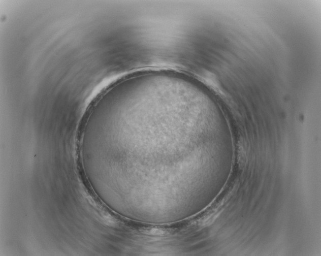 X0000088381412200706121133