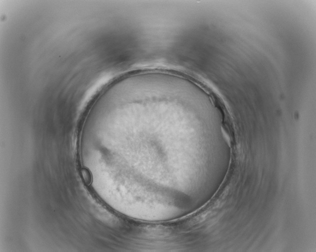 X0000088381416200706121134