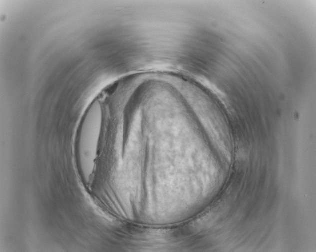 X0000088381423200706121134