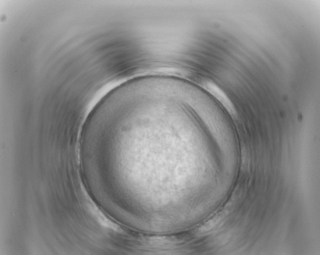 X0000088381436200706121134