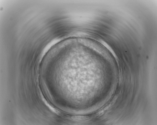 X0000088381437200706121134