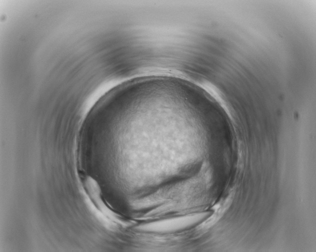 X0000088381438200706121134