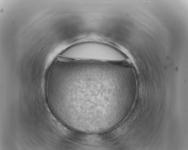 X0000088381464200706121133