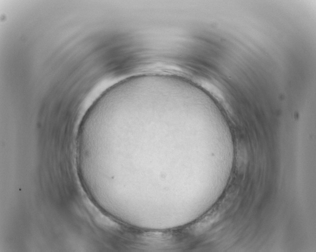 X0000088381478200706121133