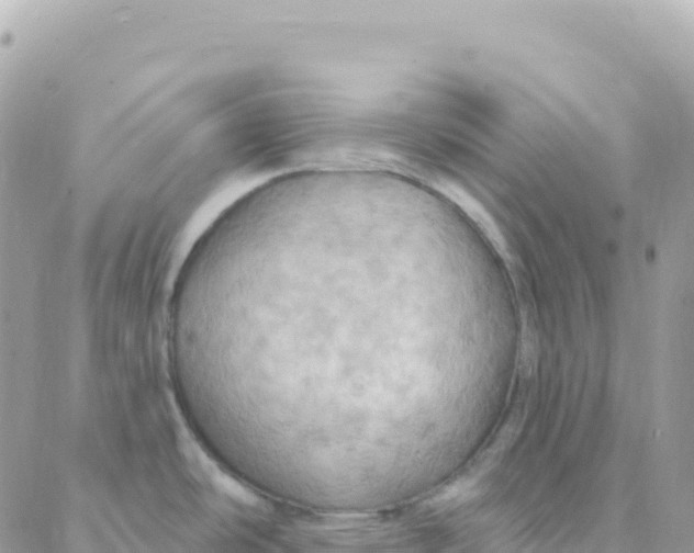 X0000088381486200706121132