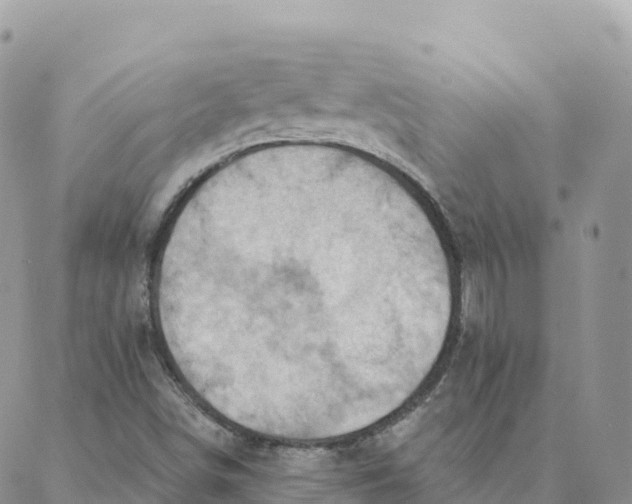 X0000088381498200706121132