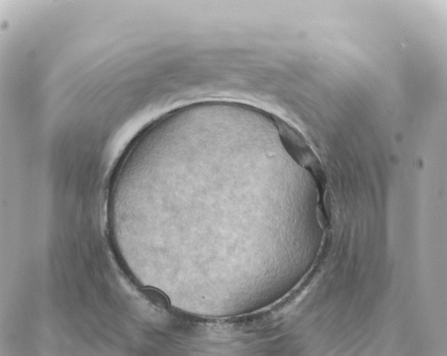 X0000088381511200706121132