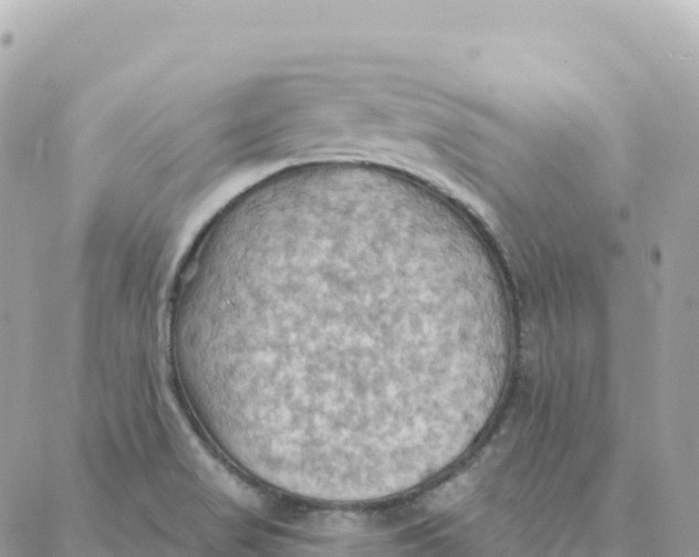 X0000088381517200706121132