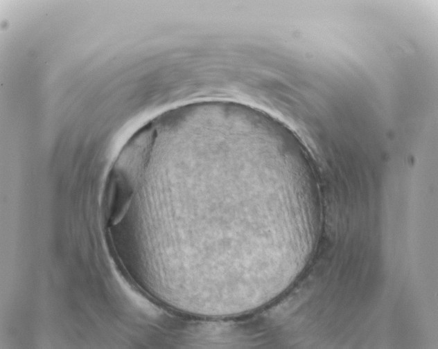 X0000088381519200706121132