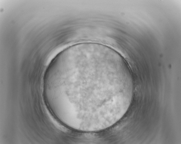 X0000088381523200706121132