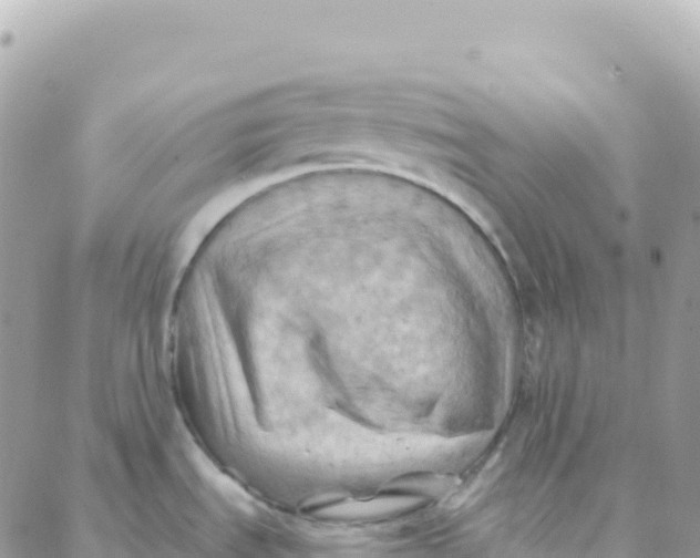 X0000088381535200706121132