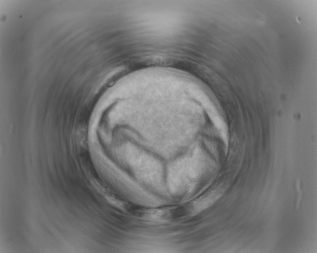 X0000088380096200706191319