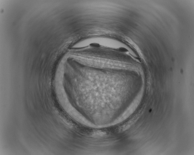 X0000088380257200706191315