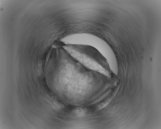 X0000088380416200706191313