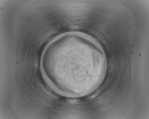 X0000088380710200706191308