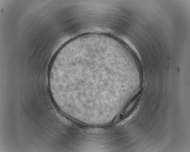 X0000088380837200706191306